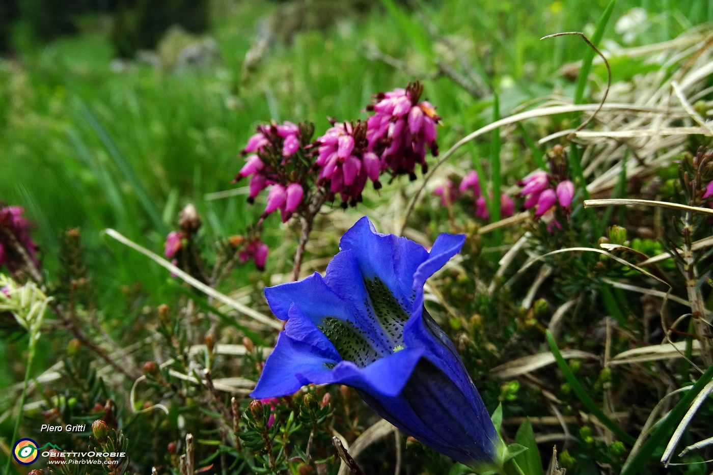 18 Genziana di Clusius (Gentiana Clusii) con erica.JPG -                                